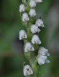 Goodyera repens